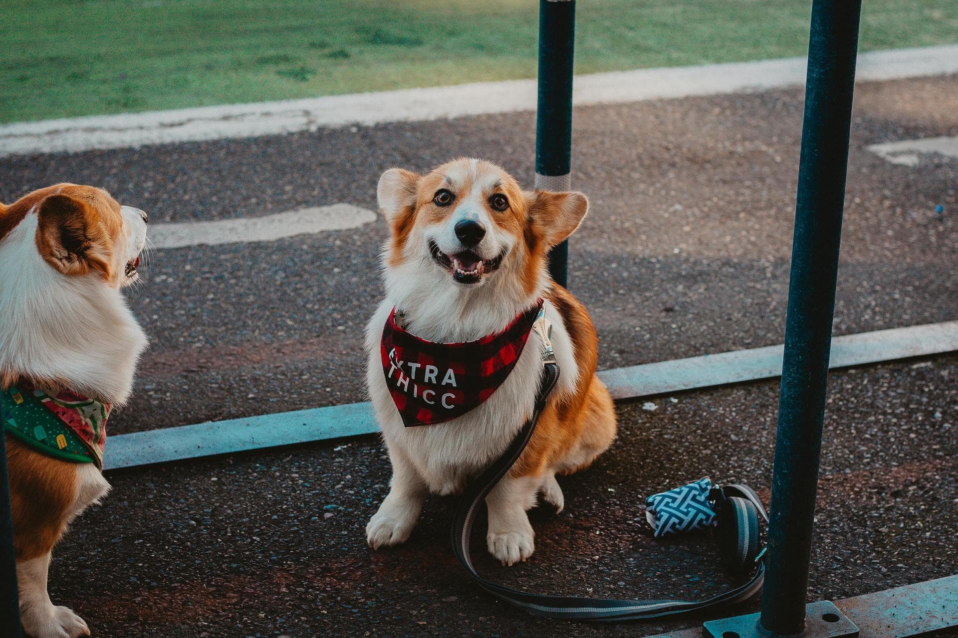 Specialist Vets in Little Rock